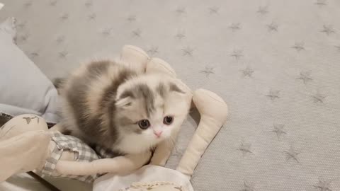 cute kitten with leg
