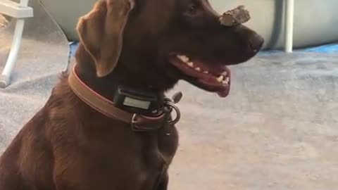 Chocolate Lab balancing treat on nose