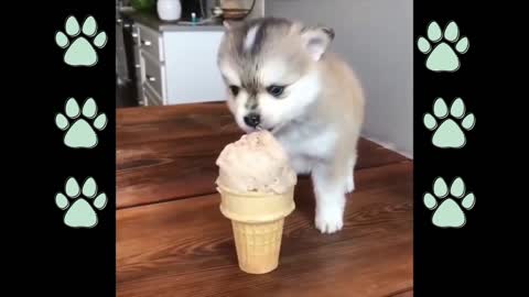 Dog and ice cream!