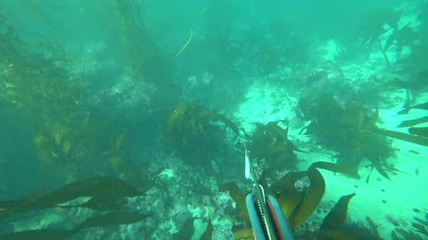 2021 Spearfishing Rockfish and Perch in Monterey County