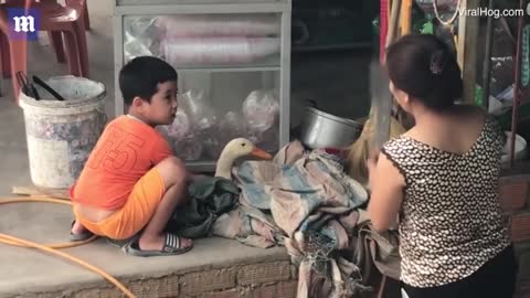 Cậu bé Việt cương quyết cứu vịt khỏi bị giết thịt lên báo nước ngoài