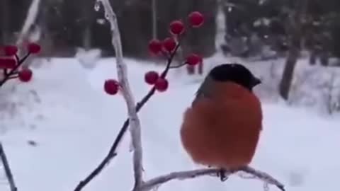 How the bullfinches sing