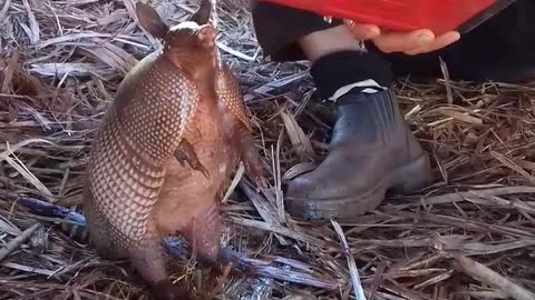 The armadillo with thirst