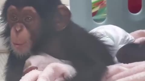 Funny Monkeys videos