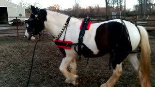 Gypsy Horse Gracie - Jingle Bells