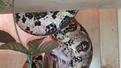 Red Tail Boa Eating A Rat