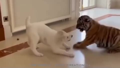 LOIN VS DOG CUTE FIGHTING