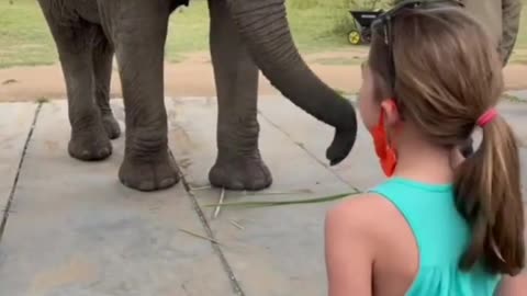 elephant imitates little girl