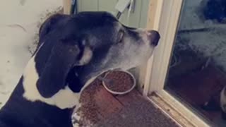 Great Dane waiting to come inside