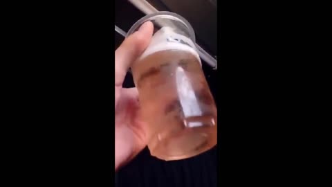 Enormous bug gets stuck in a glass of beer