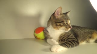 Cute Kitten Sleeps on His Paw