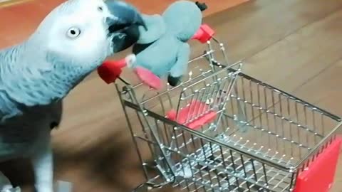 Parrots love shopping!