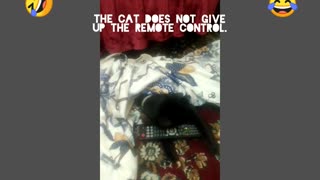 The cat does not give up the remote control.
