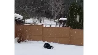 Dog leaping in the snow looks funnier when clip is reversed