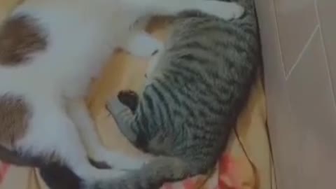 A cat hugging a cat