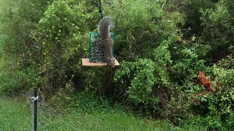 squirrel on the feeder