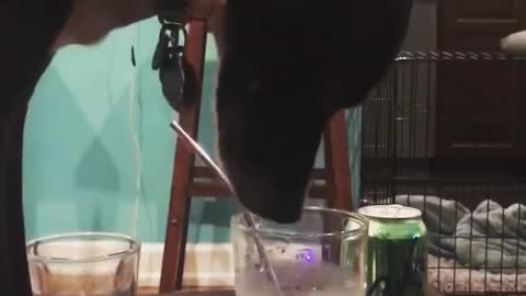 Dog Drinking from a glass of water when his Owner wasnt Looking
