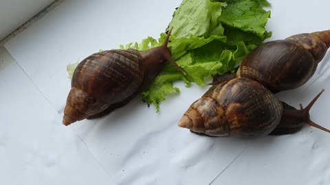 my snails eating salad.