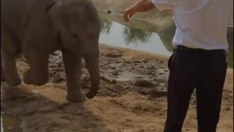 Baby elephant bullying the breeder