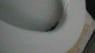 Scorpion Surprise After Sitting on the Toilet