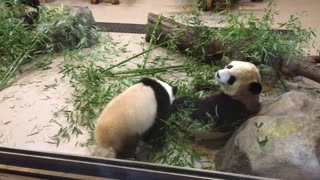 Two pandas one falls