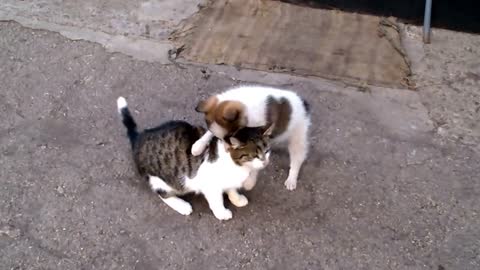 Dog and cat best friends forever