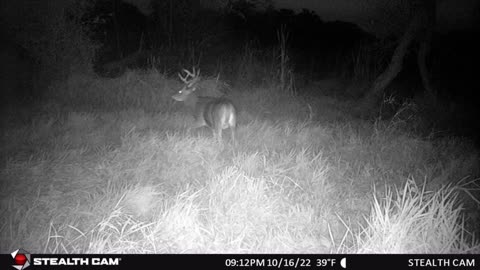 My Camera Is Just Above My Hunting Chair. 10/16/22