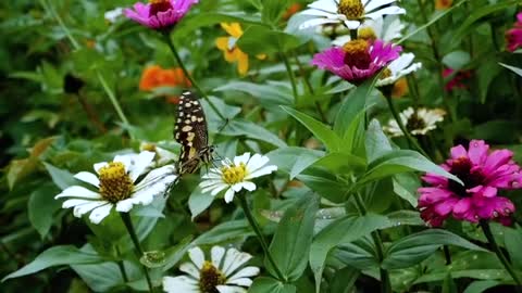 Beautiful butterfly eating flowers