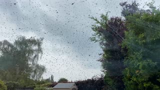 Bee Swarm Surrounds Home