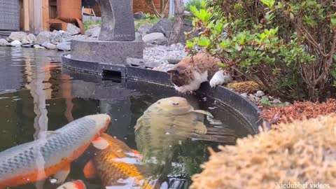 Cute Cat Kissing and Touching Fishies