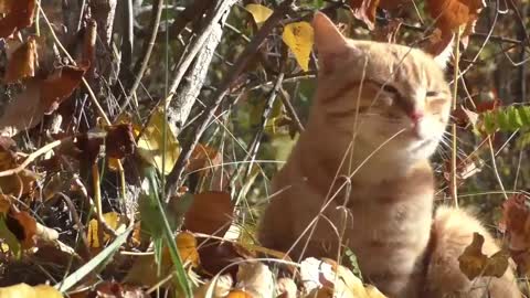 treinamento de gato