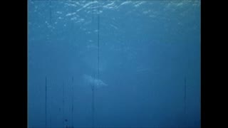 1960s Double Hose Regulator SCUBA Sled Underwater Diving Vintage Film