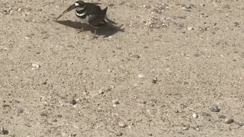 Killdeer fakes injury to lure me away