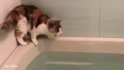 My cat jumps in the bathtub and has water