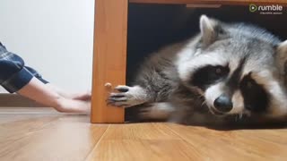 pet-raccoon-loves-to-play-games-with-his-owner-downstreamer!!