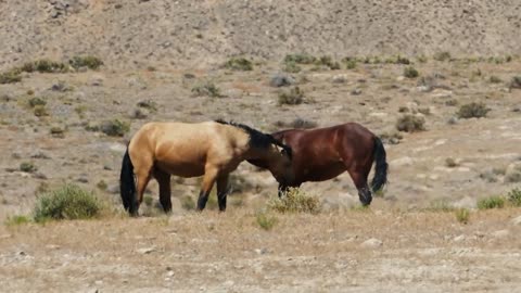 Horses Happily Playing With Each Other In The Wild