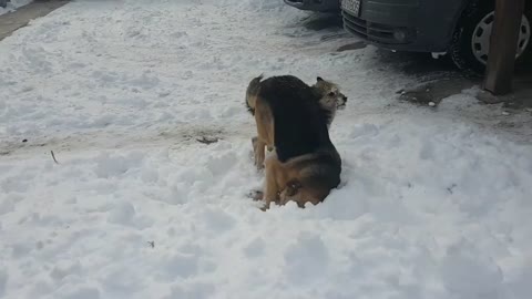 When dogs sees snow for the first time