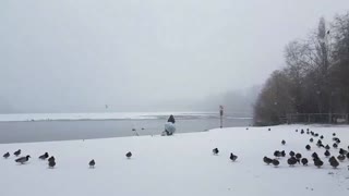 Ducks walking on snow on a snowy day 🦆❄️