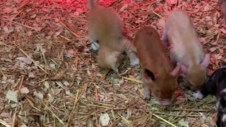 Rescued Kitty Befriends Piglets