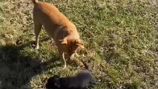 Baby Girl with puppy Rowdy