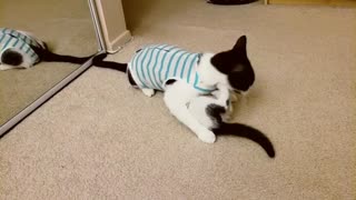 Small Kitten Playing with Her Cute momy Cat
