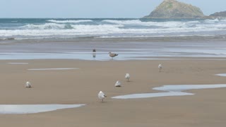 Herd Of Traveling Sea Gull Landed In Summer Beach