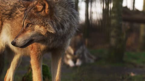 Wolf Mammam Nature Wild