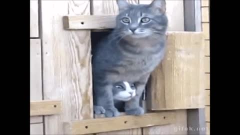 FUNNY and CUTE cats clips