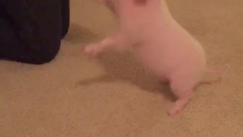 Mini Pig learns to sit for treats