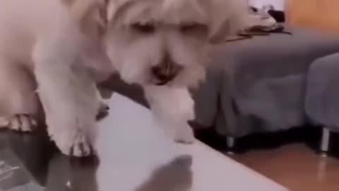 Cute Dog dont want anything but money