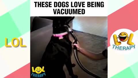Vacuuming your dog