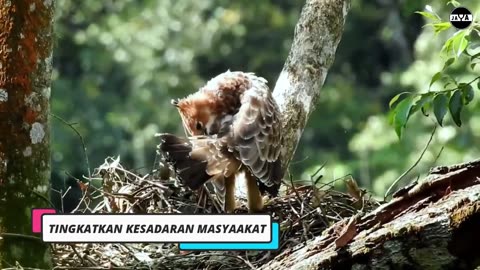 VIRALL! Penampakan Burung Garuda (Elang Jawa) Terekam Jelas Oleh Seorang Pendaki Saat Di Hutan Jawa