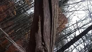 Mushrooms on dead tree look like flying saucers