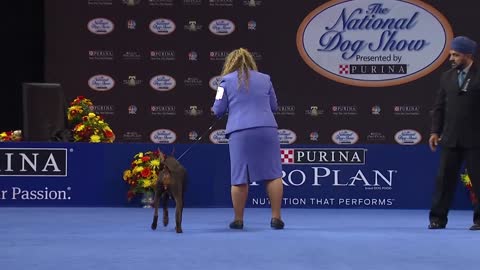 Doberman pinscher, national dog show